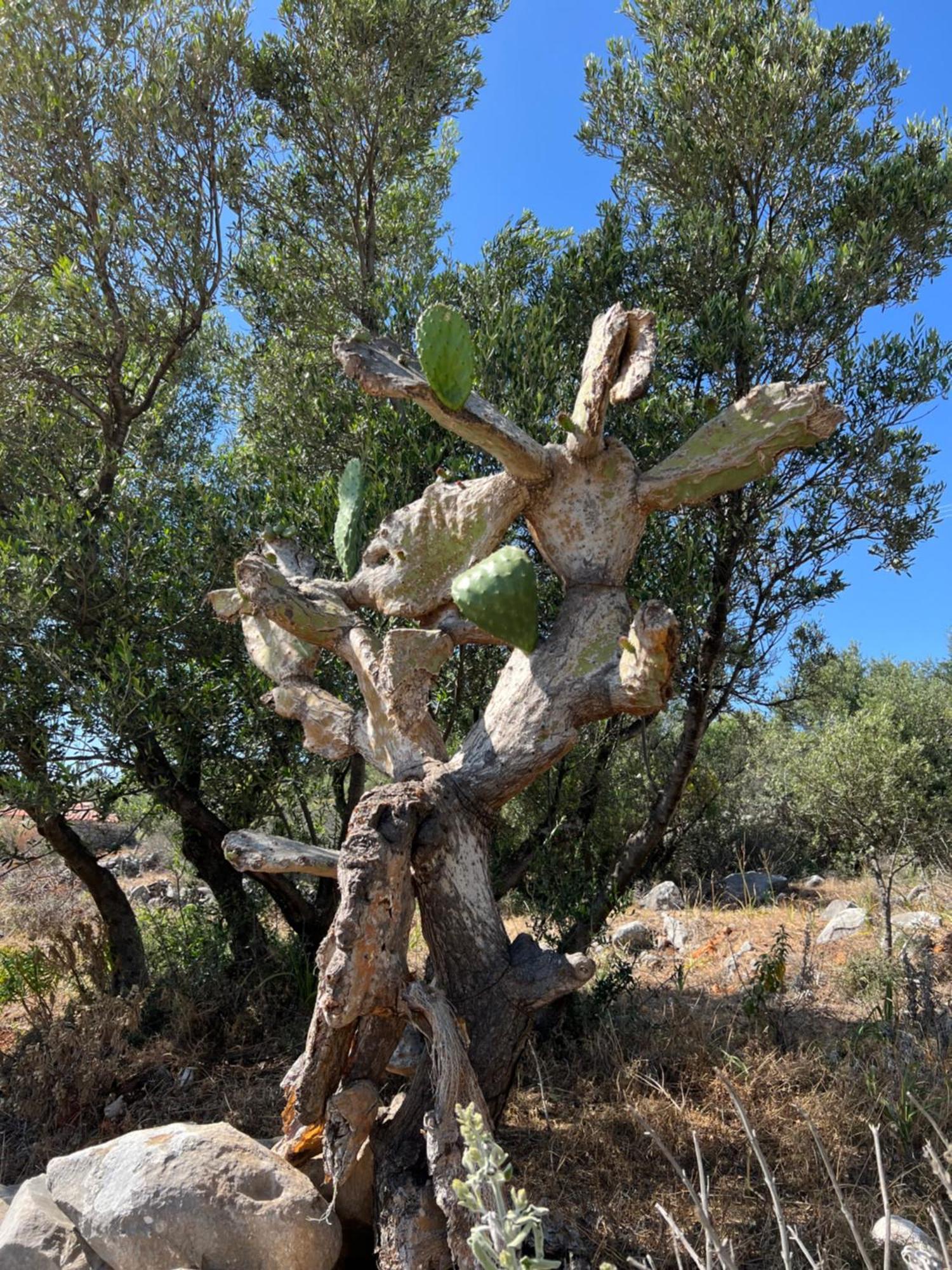 Koukouri Village Kafiona Buitenkant foto